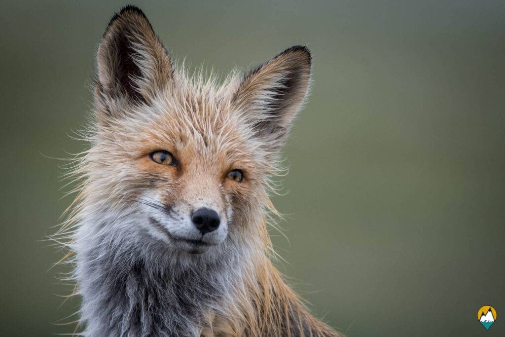 Wild - Renard - Le Monde de Tikal