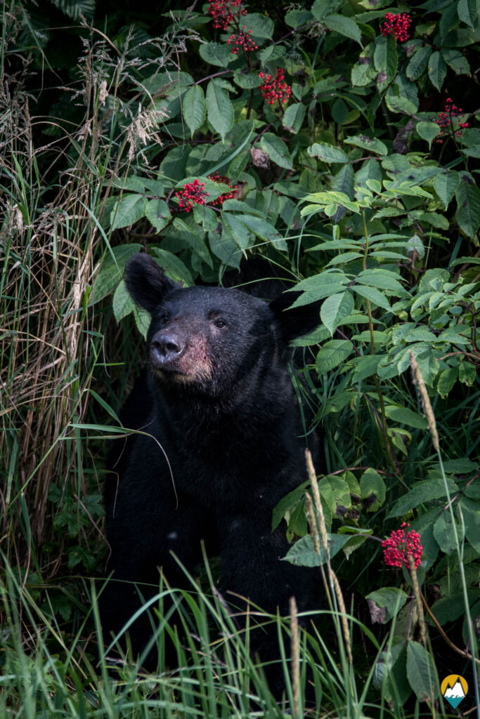 Wild - Ours Noir- Le Monde de Tikal
