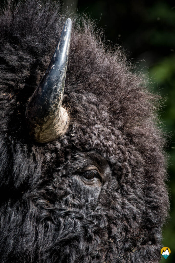 Wild - bison- Le Monde de Tikal