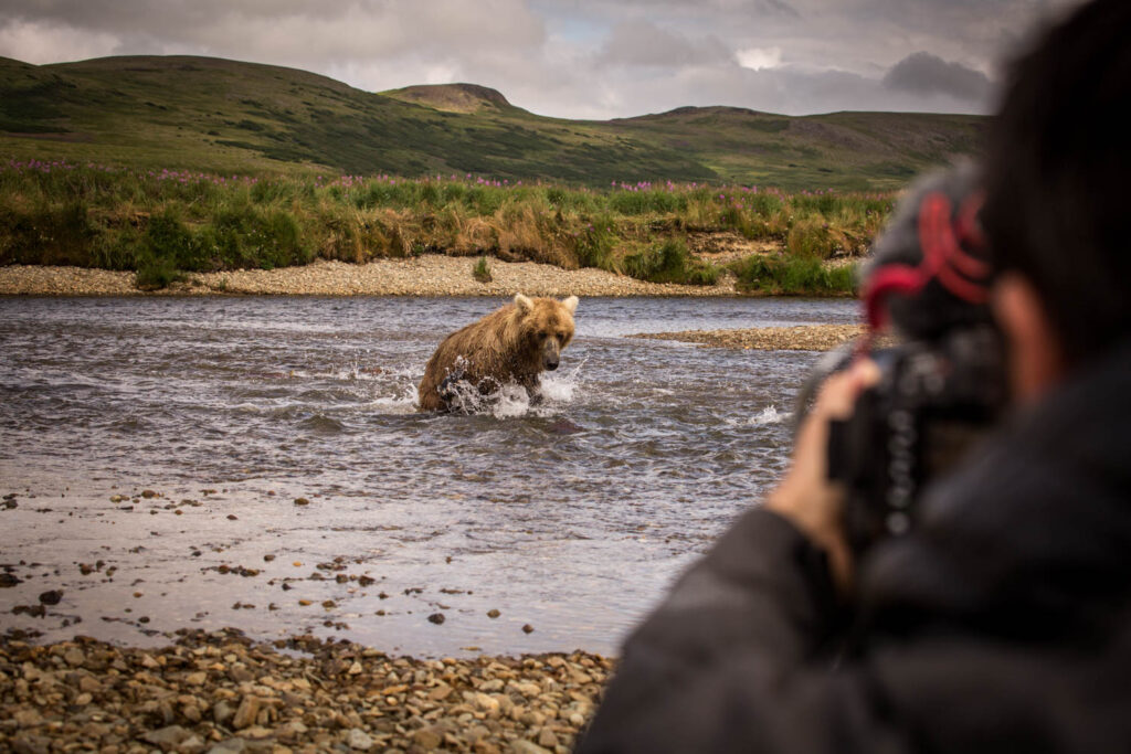 Wild - Katmai Steph- Le Monde de Tikal
