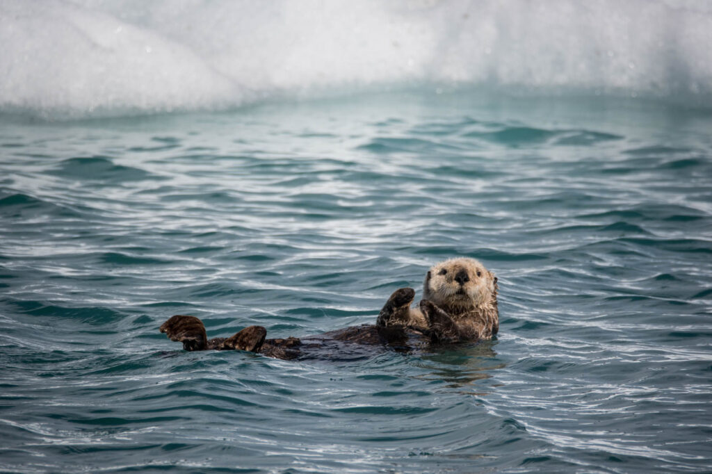 Wild - Loutre Mer- Le Monde de Tikal